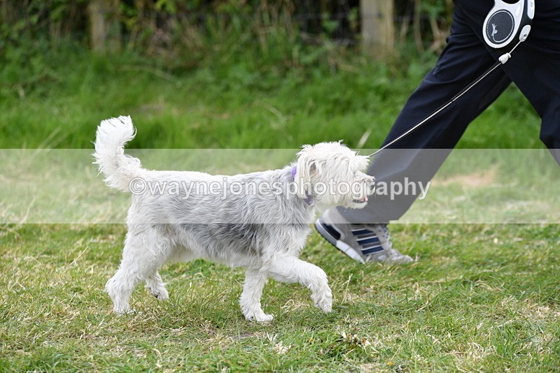 WJ5_0037 - Class 5 Best Veteran / 7 years & over