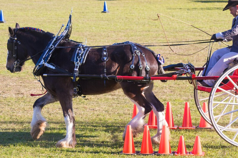 Harness Driving Challenge 6. 0A3A9644 - 2025 Senic Rim Clydesdale Spectacular