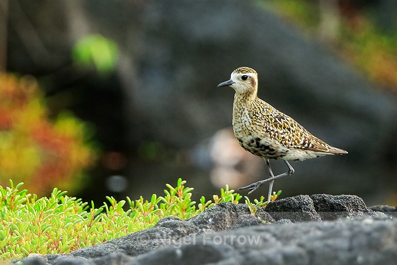 Pacific Golden Plover walking, Hawaii - Pacific Golden Plover