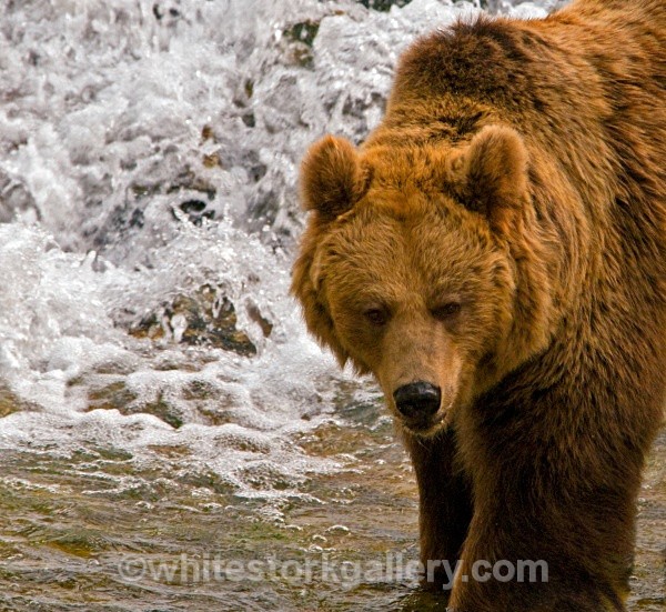 Brown Bear - Wildlife and Animals