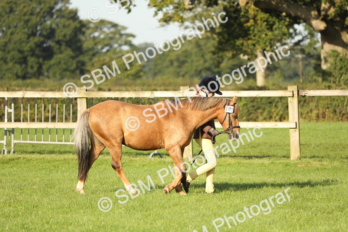 SBM_60812 - S43 - Coloured Pony In Hand