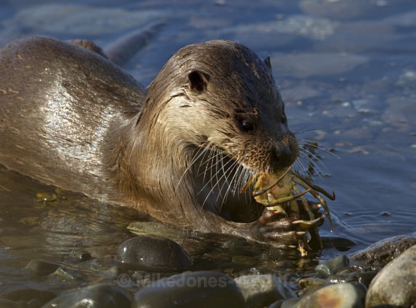 ' Otters, Isle of Mull ' (OTT/J/11/3)Otters, Isle of Mull, Scotland - OTTERS, ISLE OF MULL, SCOTLAND