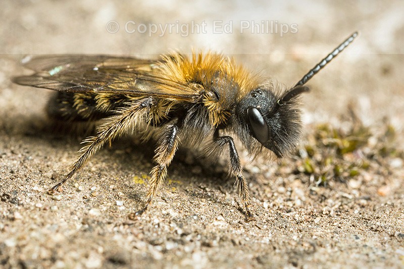 Andrena bicolor (m)