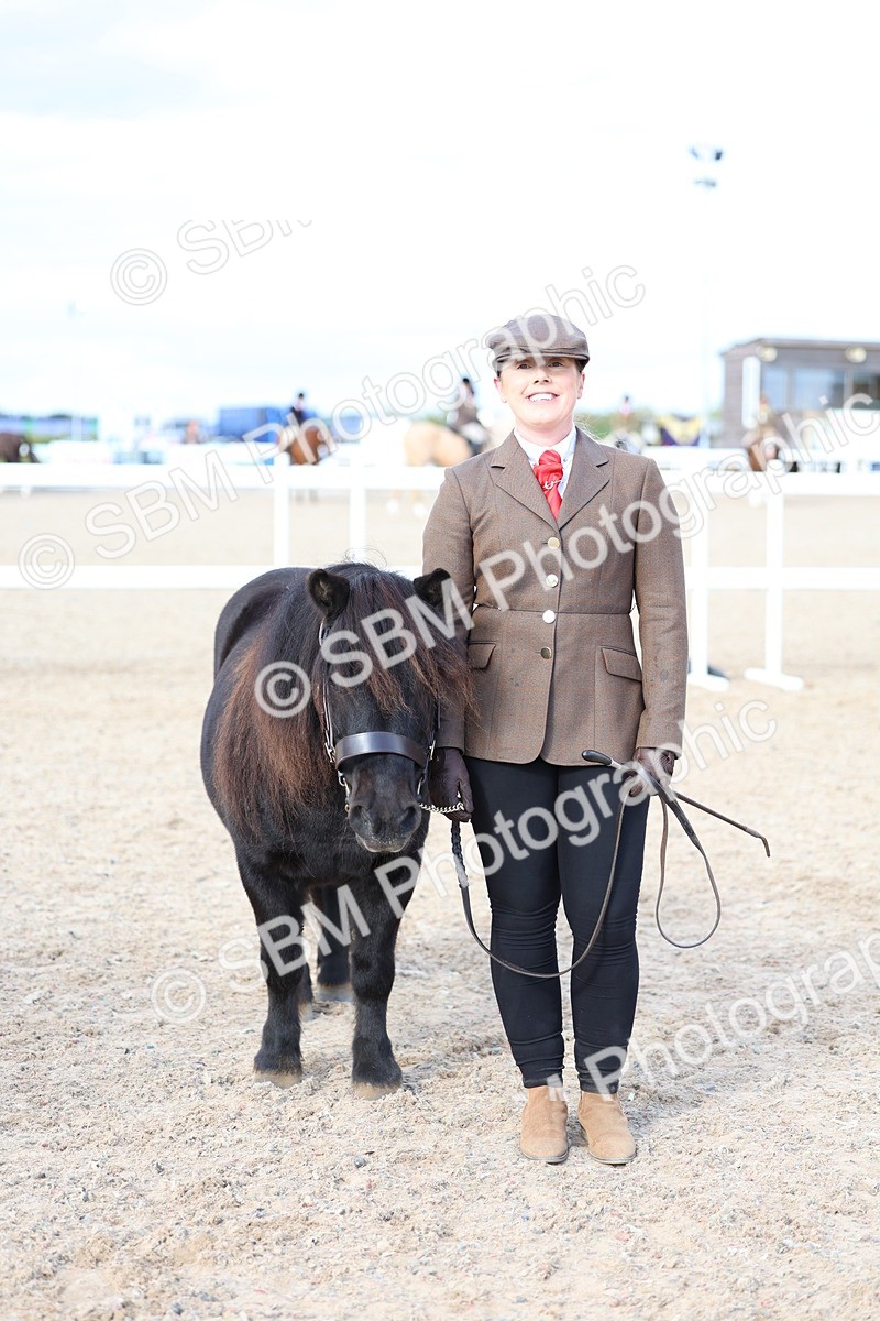 SBM_18761 - Class 317 - IH Pure Bred Horse-Pony
