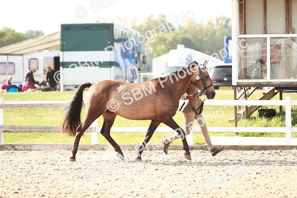 SBM_11048 - Class 205 IH Show Pony/ Show Hunter Pony