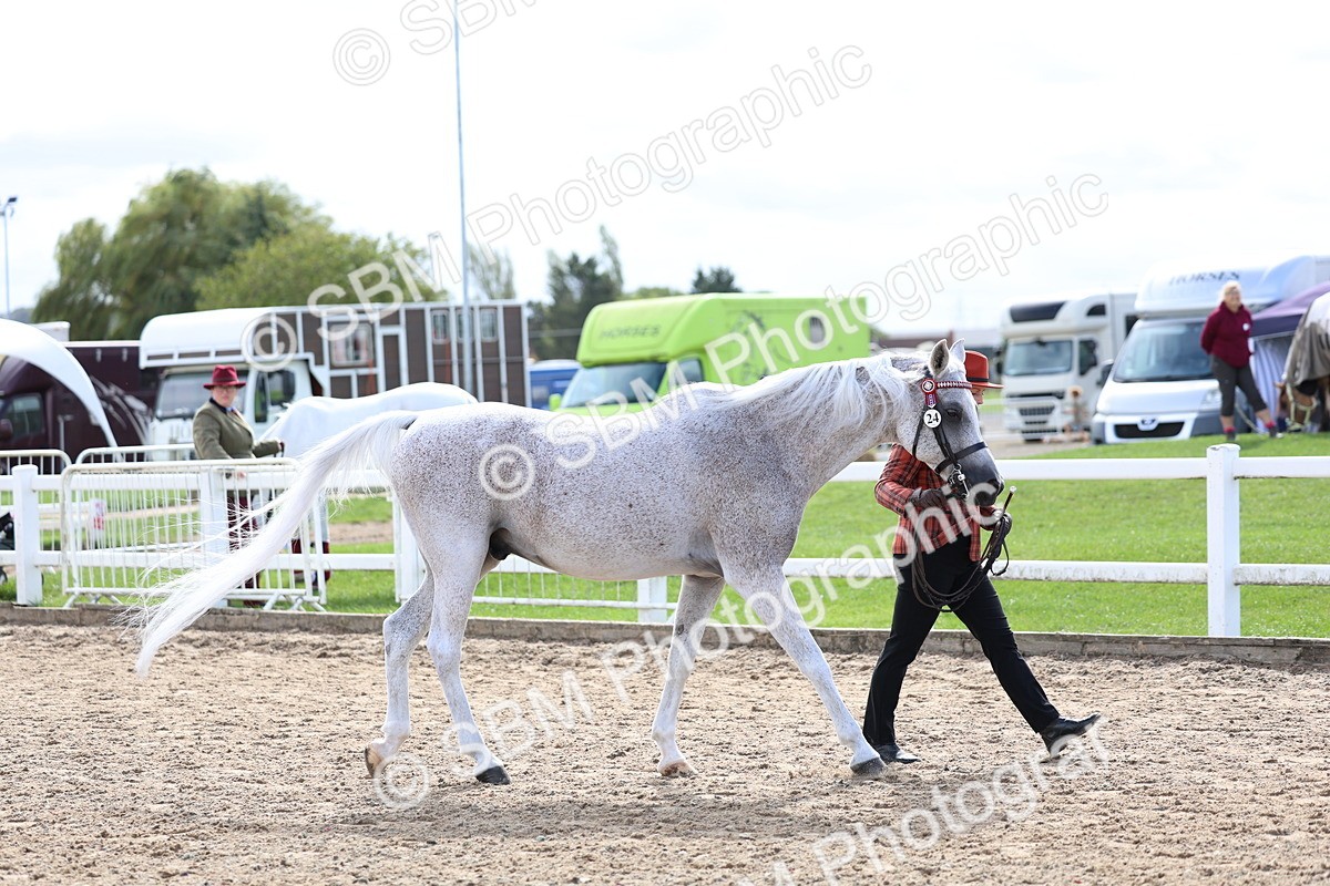 SBM_01910 - Class 18 - Handsomest Gelding - IH or Ridden
