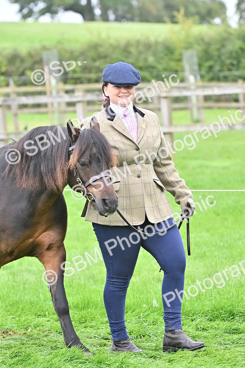 SBM_60903 - S48 - Mountain & Moorland In Hand Small Breeds