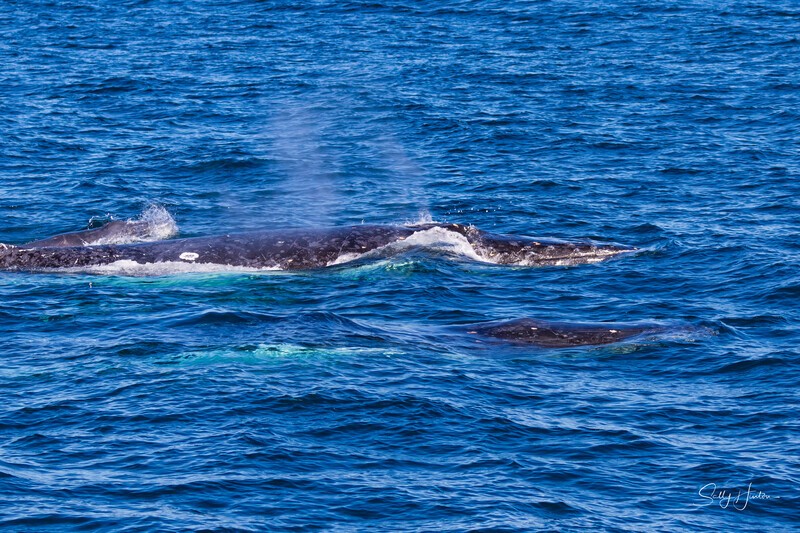 Mother Calf and Escort 2 0A3A7867 - Humpback Whales