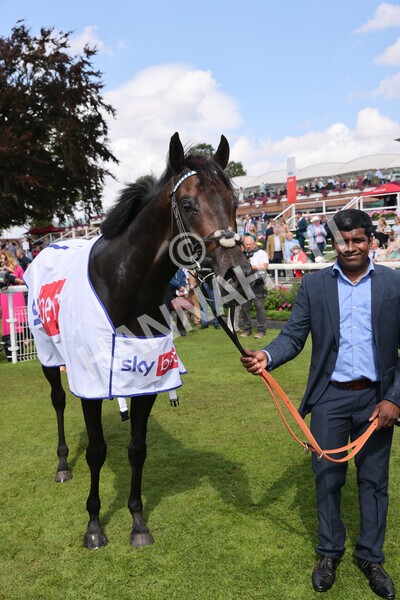 yr20082022r1-52 - Race 1 1.50pm Sky Bet & Symphony Group Strensall Stakes