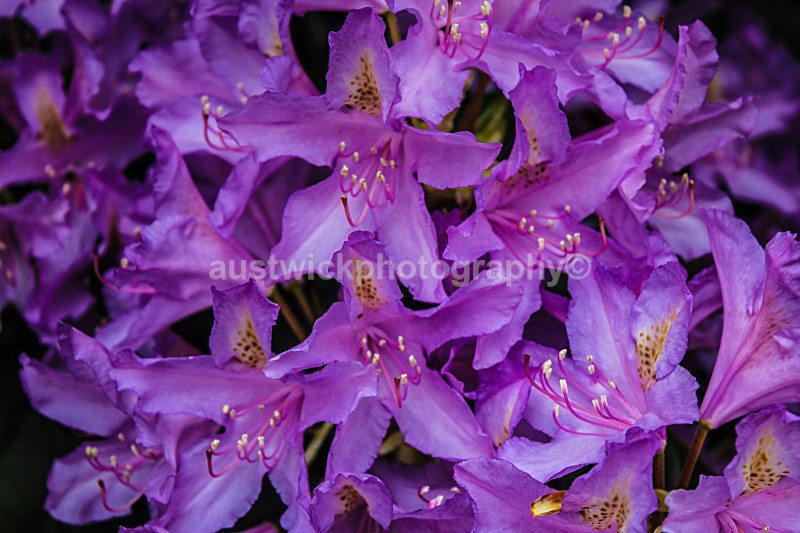 Rhododendron Purple - Flowers & Plants