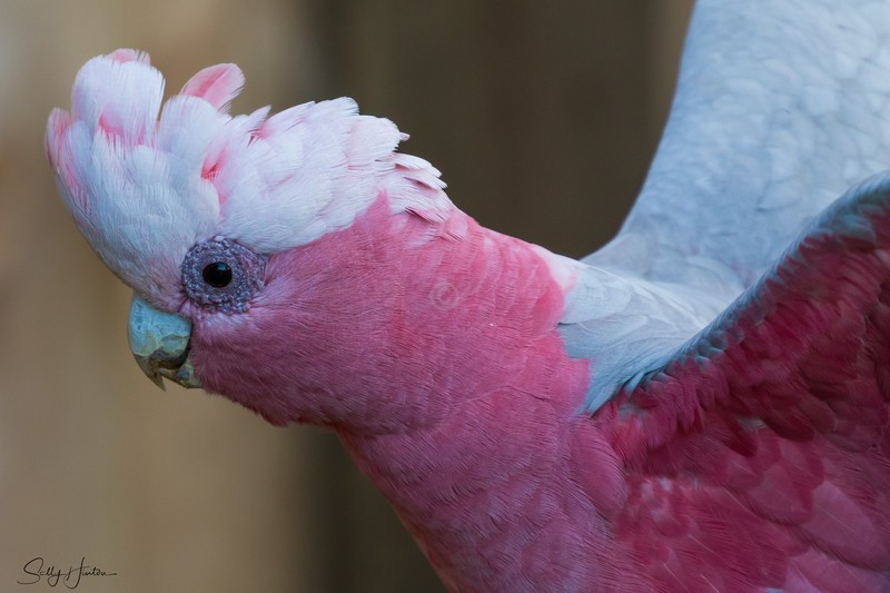 Galah 1