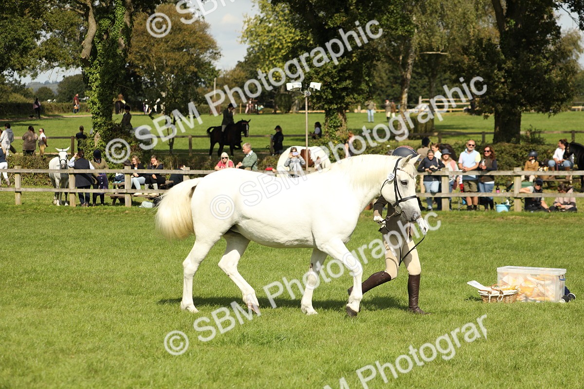 SBM_65489 - S47 - Mountain & Moorland In Hand Large Breeds