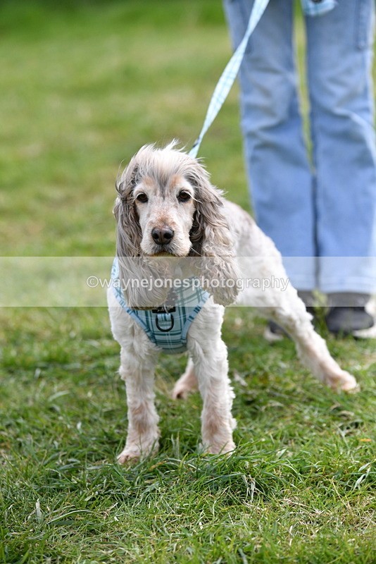 WJ5_0217 - Class 5 Best Veteran / 7 years & over