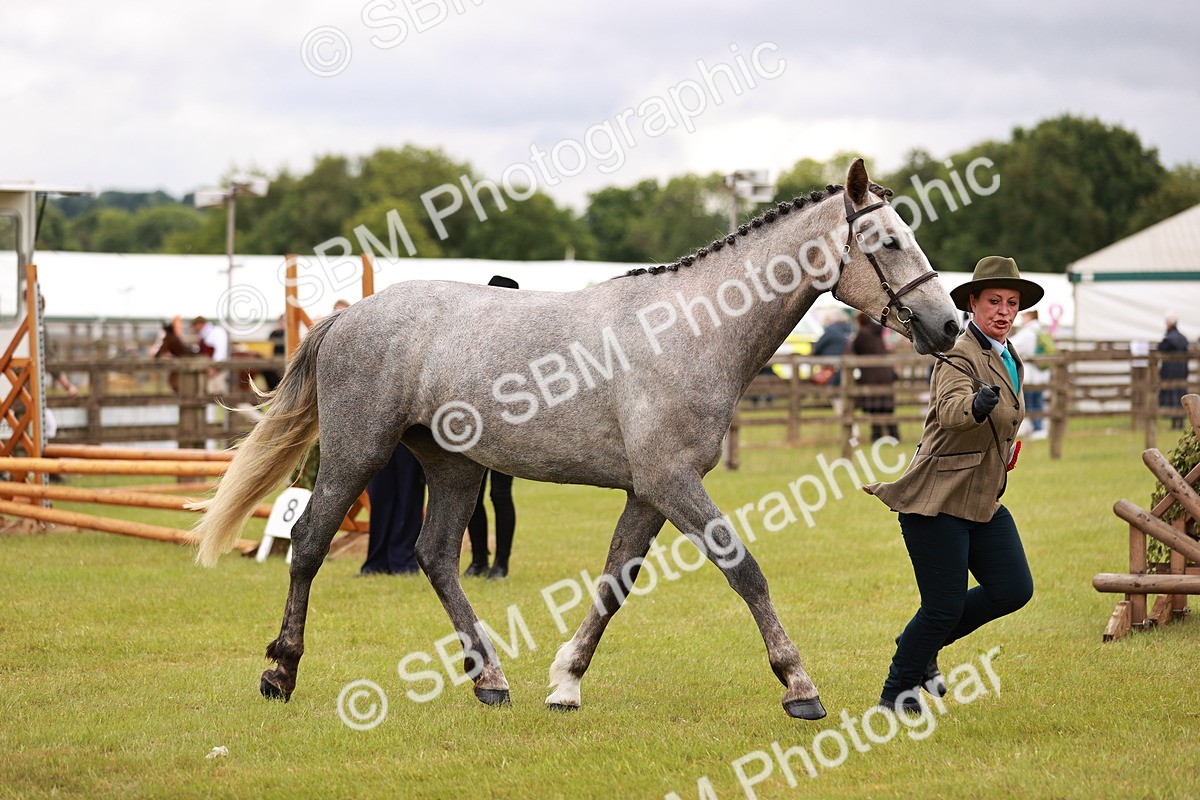 SBM_00824 - Class 26-30 Sport Horse In Hand