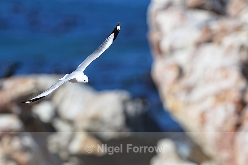 Hartlaub's Gull flying wings outstretched, Betty's Bay, South Africa - Hartlaub's Gull