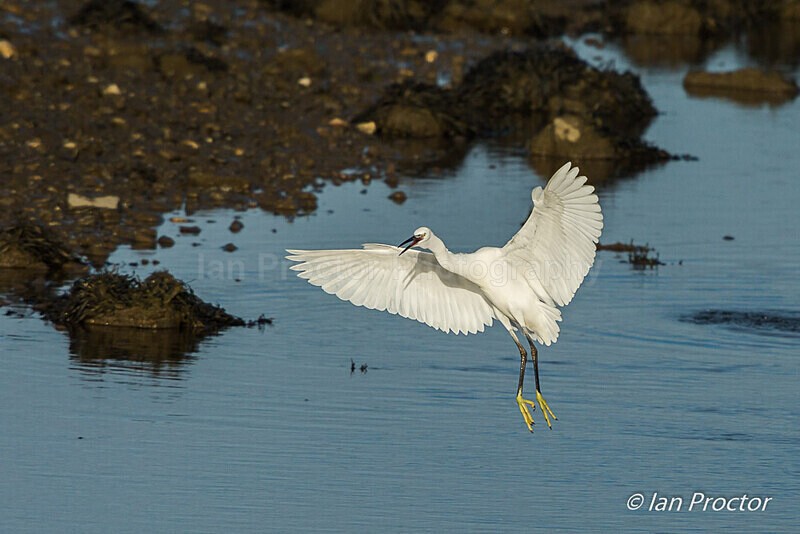 Little Egret (Egretta garzetta) preparing to land - Nature