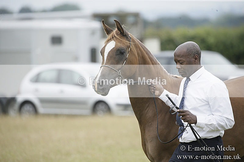 B230619-0763 - Bourne Valley Riding Club Summer Show 23/06/19