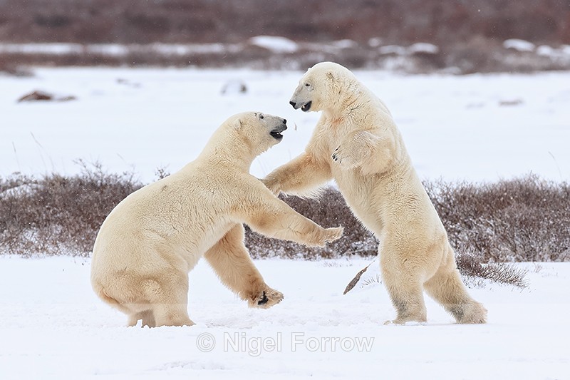 Male Polar Bears sparring, Churchill, Canada - Polar Bear
