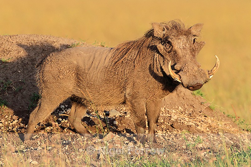 Warthog caked in mud - Warthog
