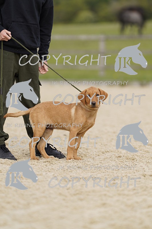 _DSC0007 - Mini Pairs