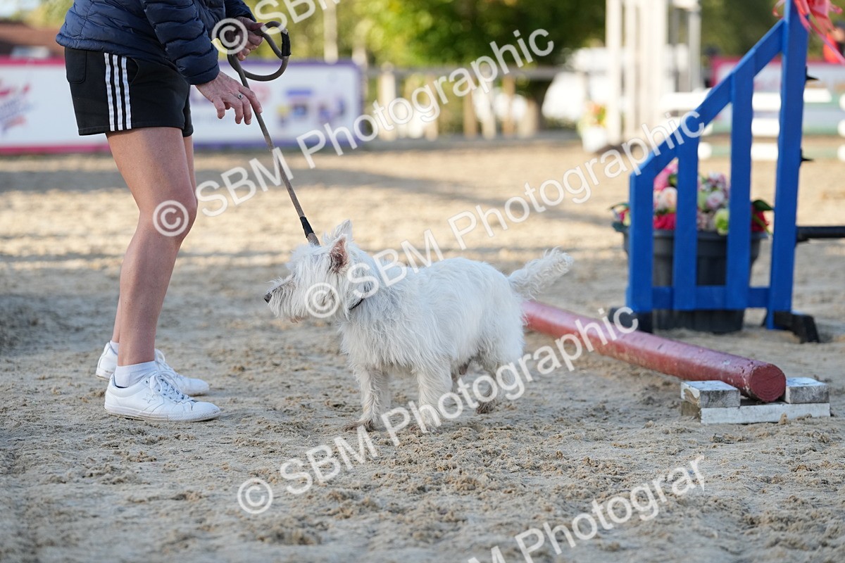 SBM_29420 - J44 - Horse & Hound Open 70cm