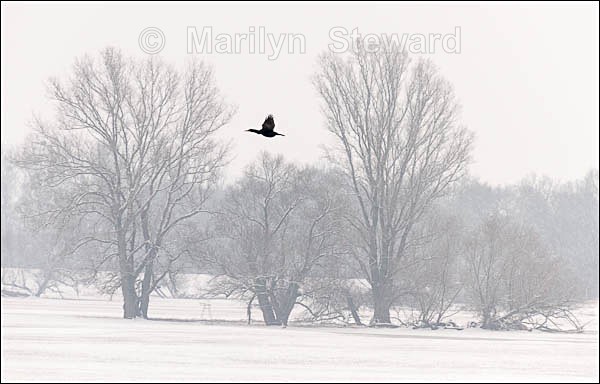 Snow along the River Elbe #6 - Prague to Berlin along the Elbe river