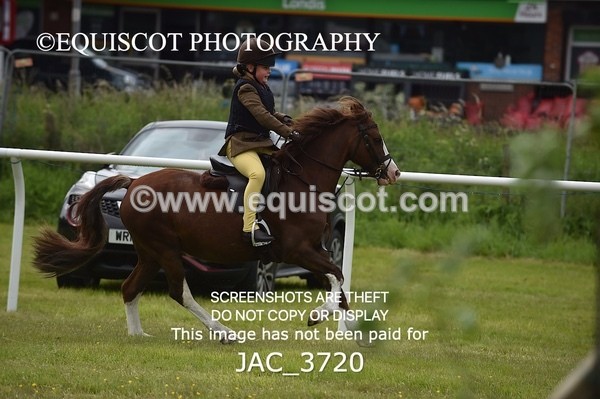 JAC_3720 - 75CM WORKING HUNTER