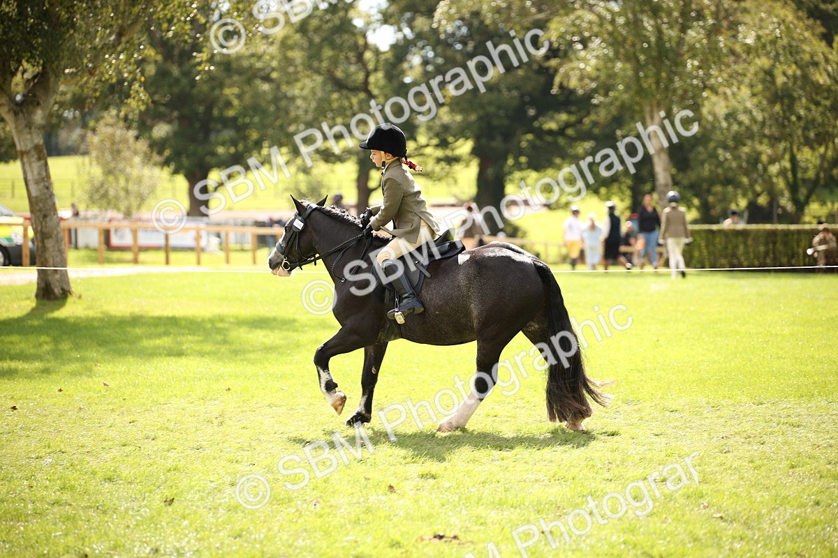 SBM_42283 - S13 - Pony Club Pony