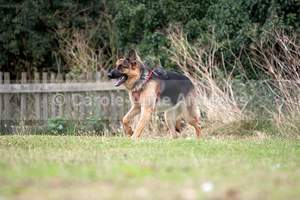  - Tendring Agility Group- St Osyth Summer Fete