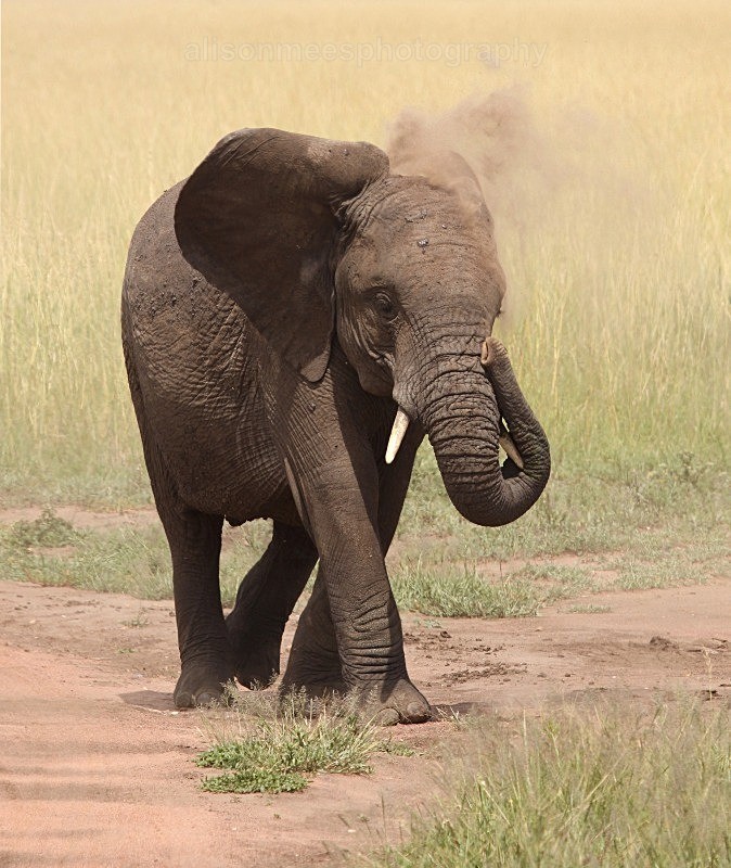 - African Safaris