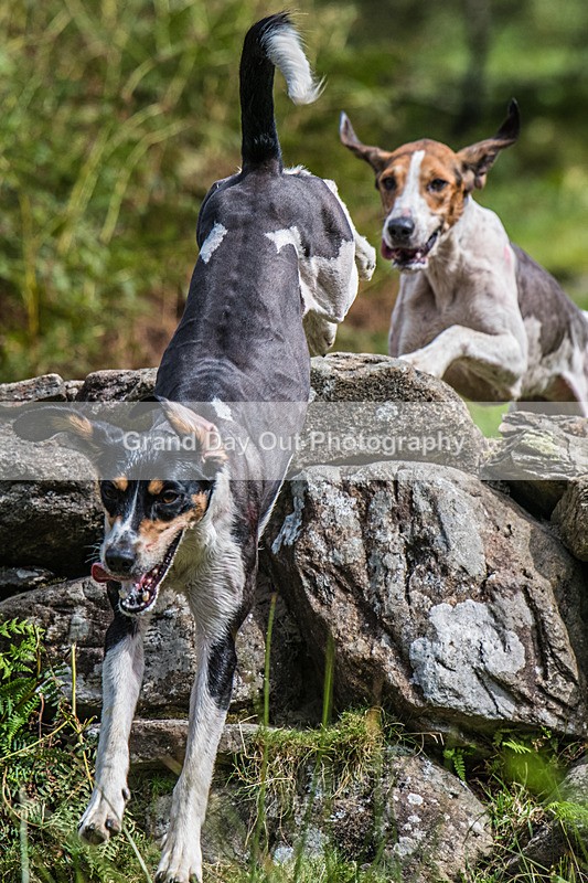 Grasmere Sports-156 - Grasmere Sports Junior & Senior Fell Races Sunday 24th August 2025