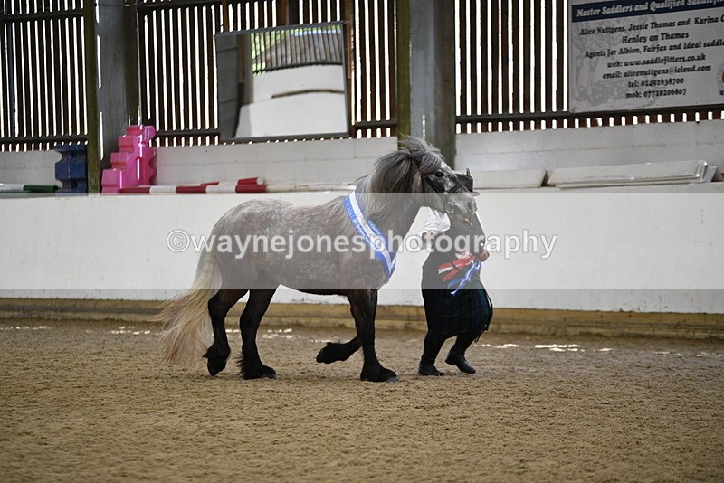 WJ5_5870 - Morning in hand Championship