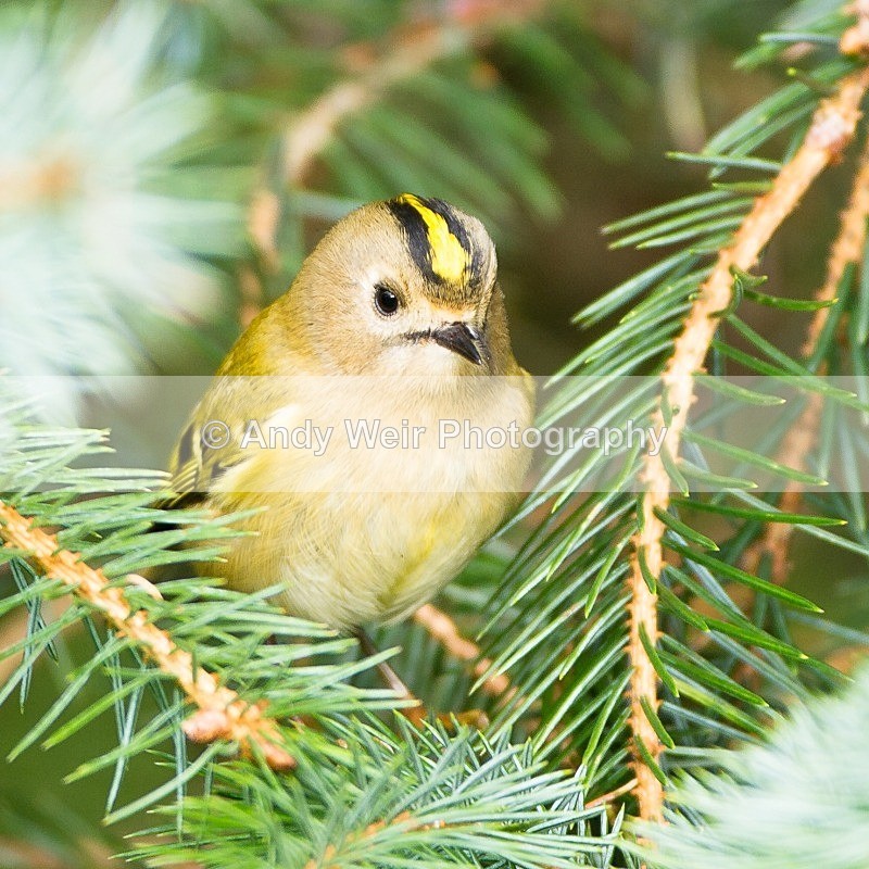 20121013-_MG_0973 - Wren & Goldcrest