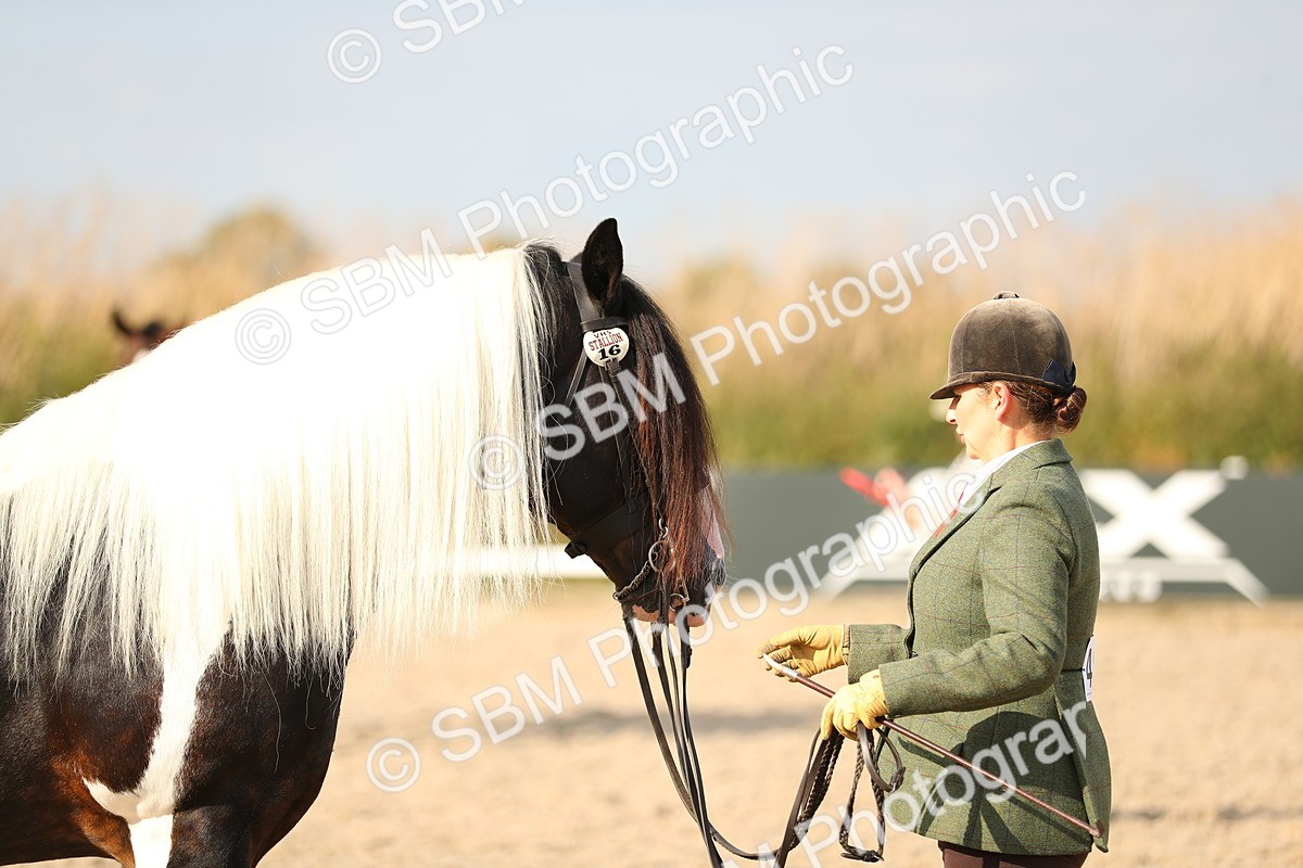 SBM_08578 - Class 28 - IH Veteran Horse