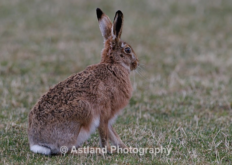 Brown Hare - Latest Images
