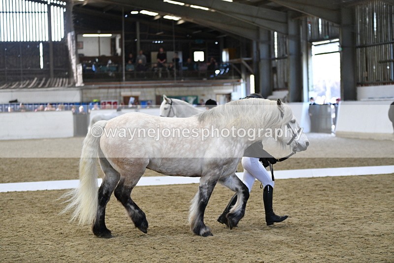 WJ5_4351 - Class 6 In hand M&M - Large Breeds