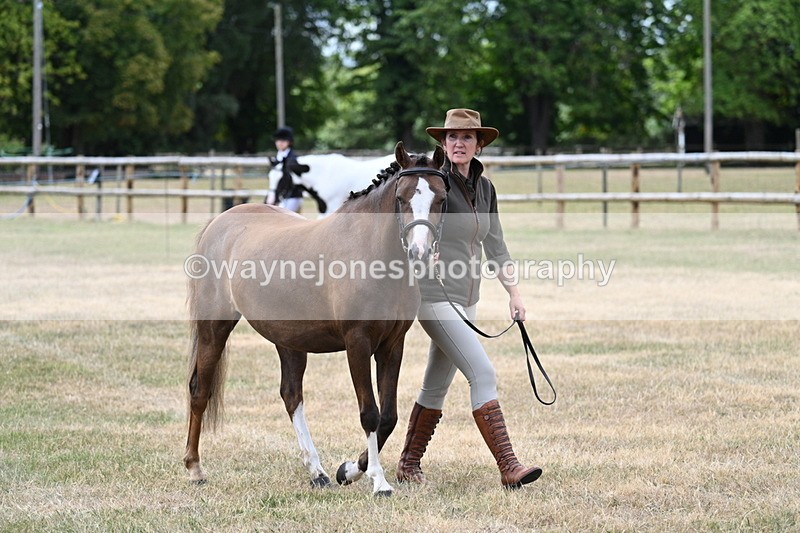 WJ7_1447 - Class 4 Prettiest Mare up to 14.2hh in hand