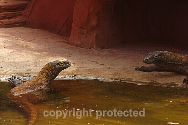 Komodo Dragons - Other Wildlife Species