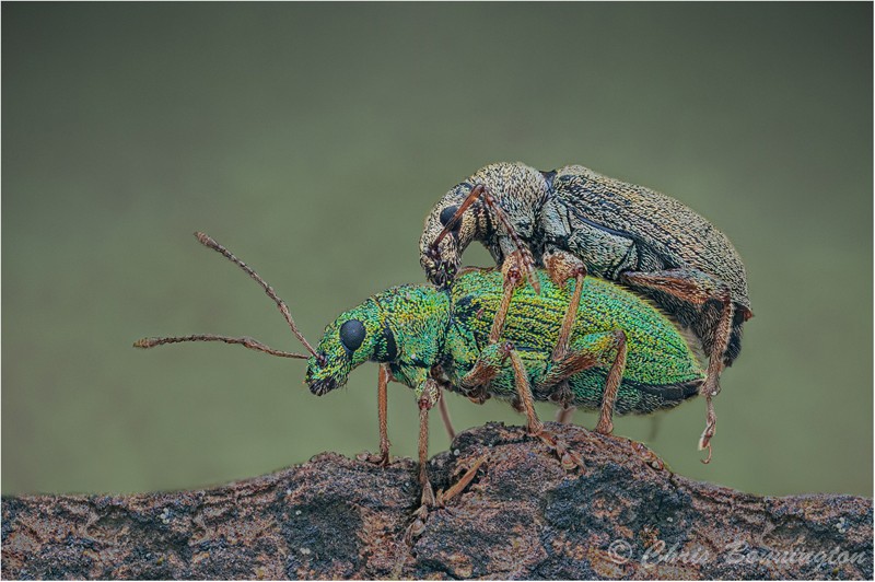 Weevils Mating - Wee Beasties