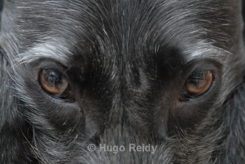  - Canine Friends