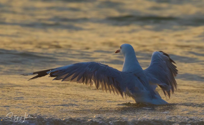 Gull Sunrise Dance 1