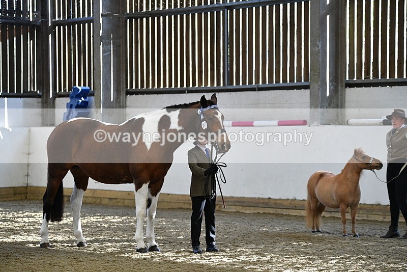 WJ5_3908 - Class 5 In Hand Veterans