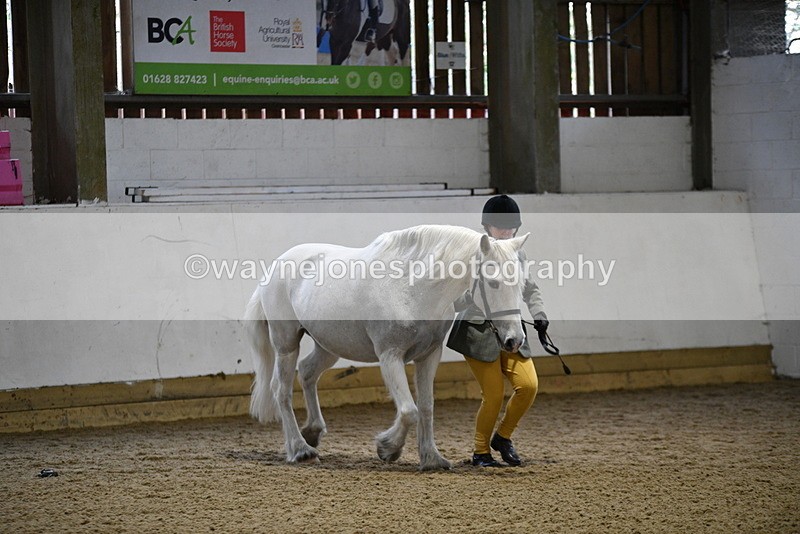 WJ5_4608 - Class 3 Part Bred In hand