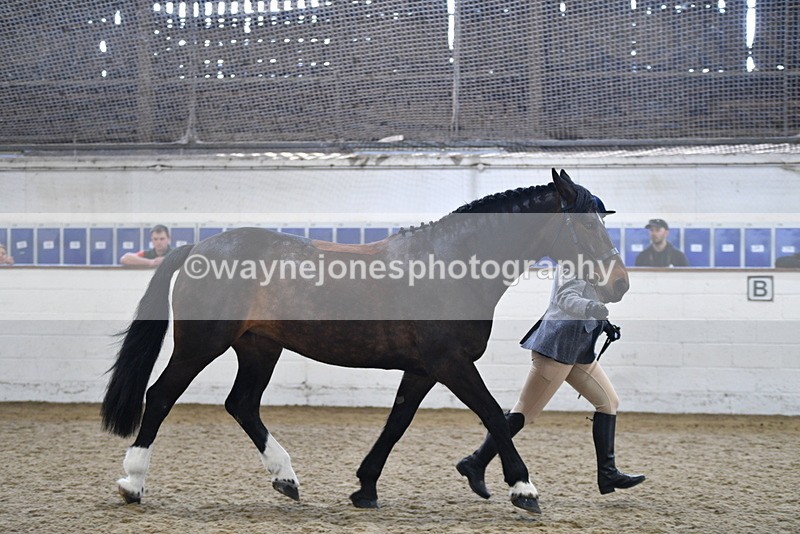 WJ5_4719 - Class 3 Part Bred In hand