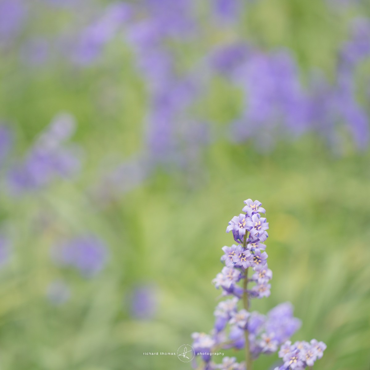 Pale blue corner - BlueWood