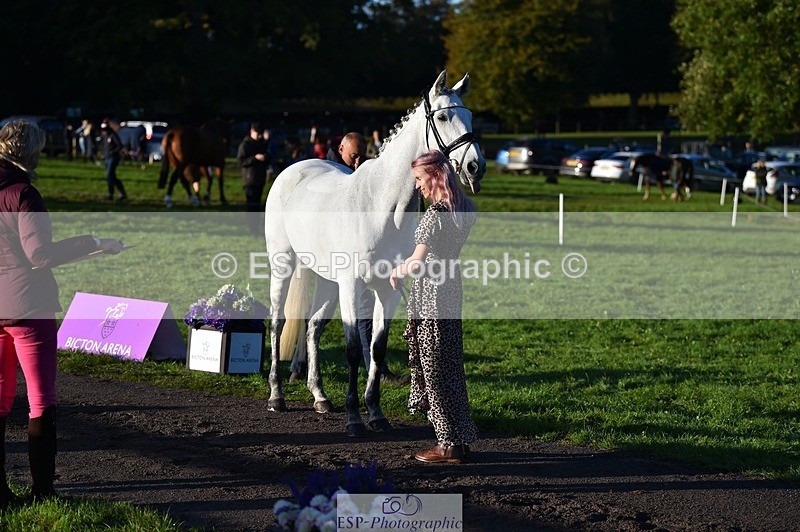 231022-090406-21541 - 616-HER.NAME.IS.LOLA-Emma.Farrar-TrotUp+SJ