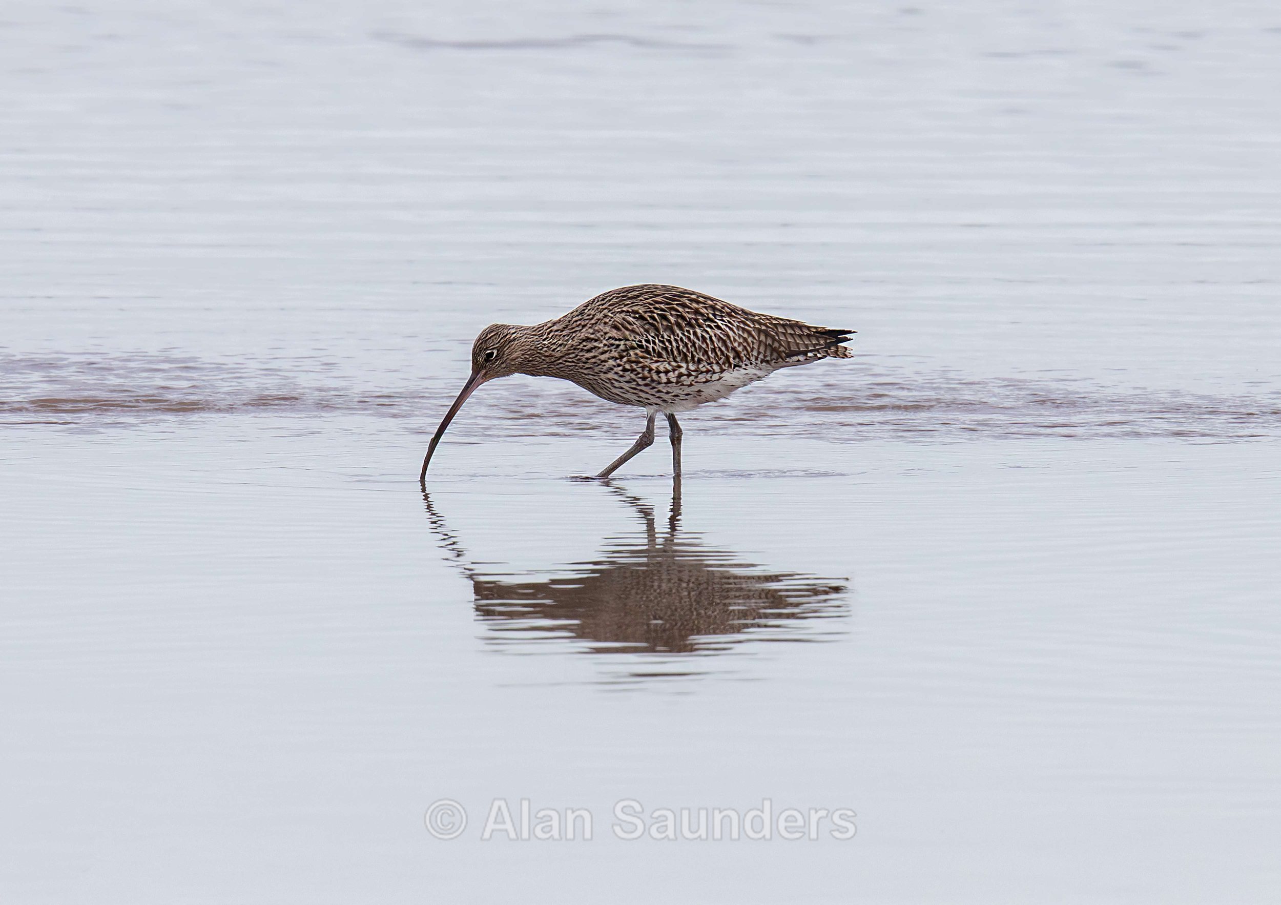 Eurasian Curlew 41