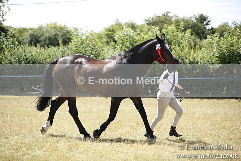 _C7A0149 - In Hand Championship BVRC Show 2018