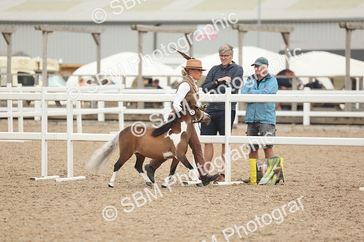 SBM_19230 - Class 317 - IH Pure Bred Horse-Pony