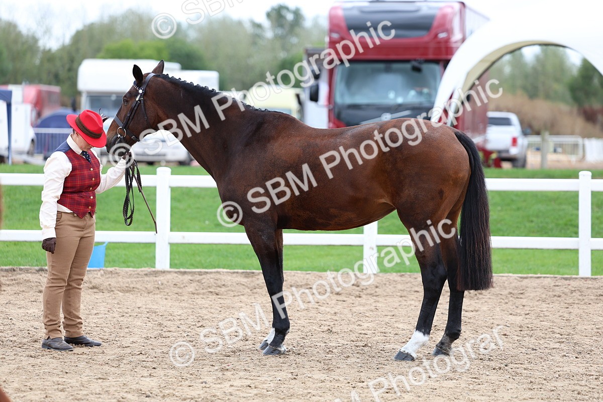 SBM_05071 - Class 27 - IH Competition Horse or Pony